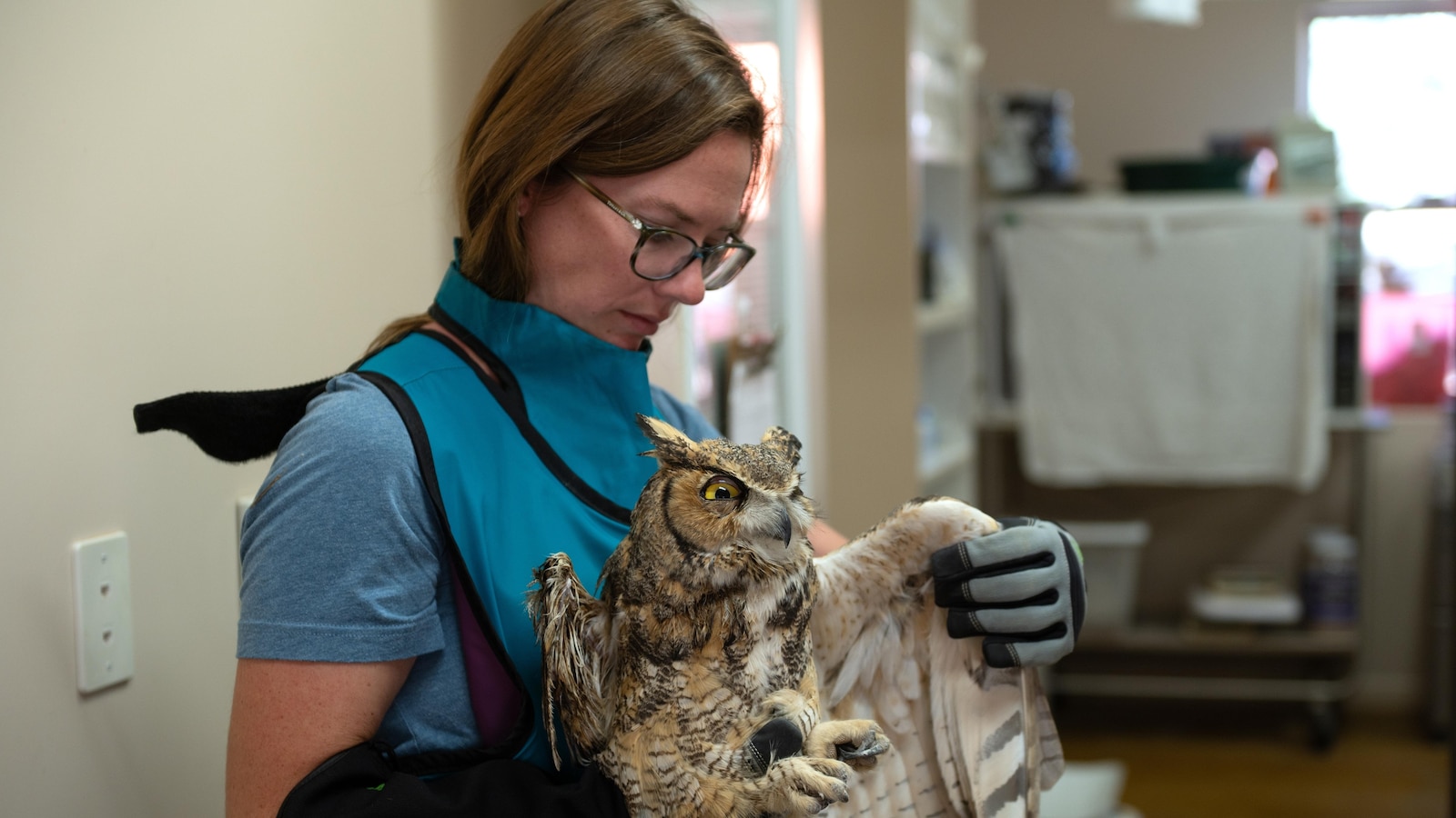 Owl partially covered in concrete is cleaned up and recovering after rescue in Utah