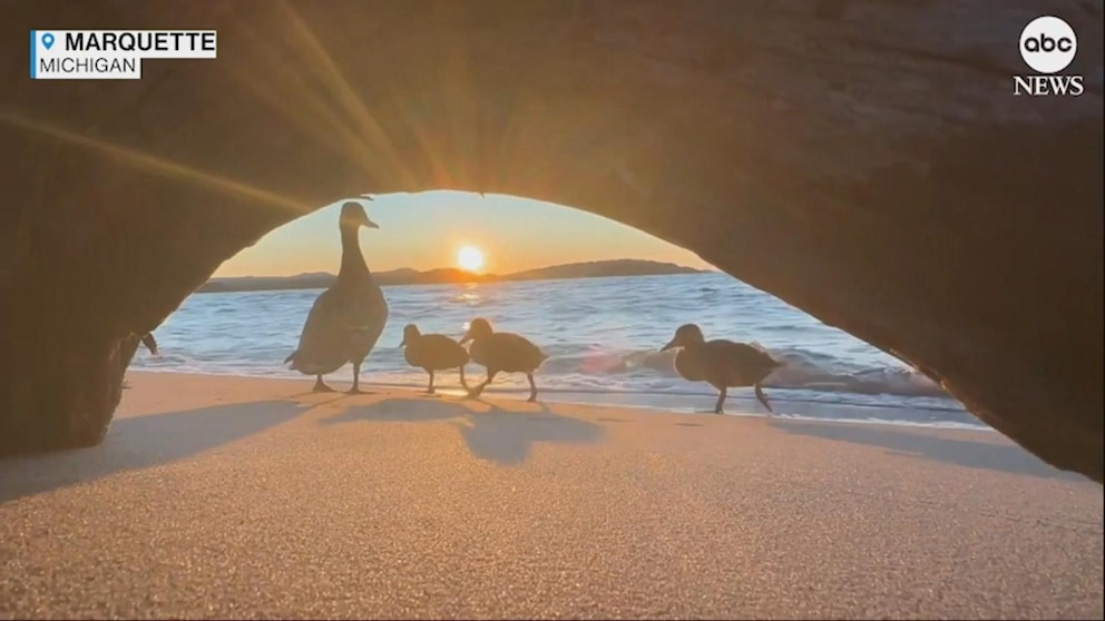 NextImg:Video Family of ducks photobomb beautiful sunset shot