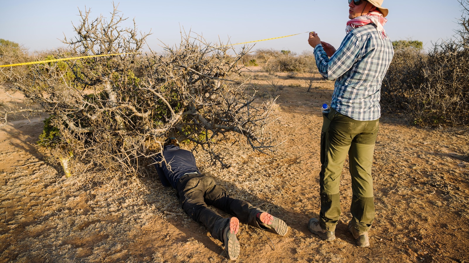 De mirreboom, de sleutel tot luxe parfums en Afrikaanse inkomens, wordt bedreigd door droogte