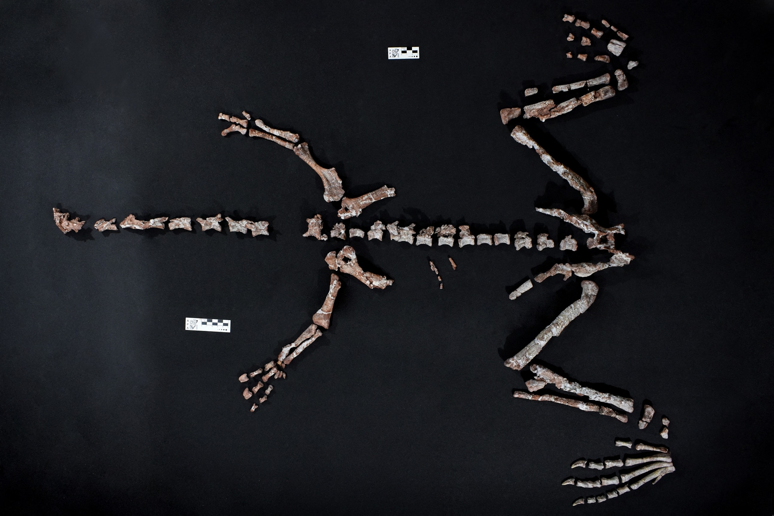 PHOTO: Fossil bones of a Huayracursor jaguensis at the paleontology laboratory of Crilar in Anillaco, Argentina, Oct. 10, 2025.