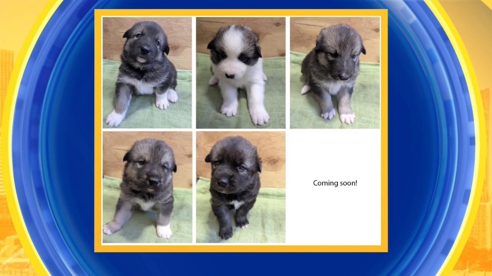 WATCH:  Meet the new Denali Sled Dog puppies