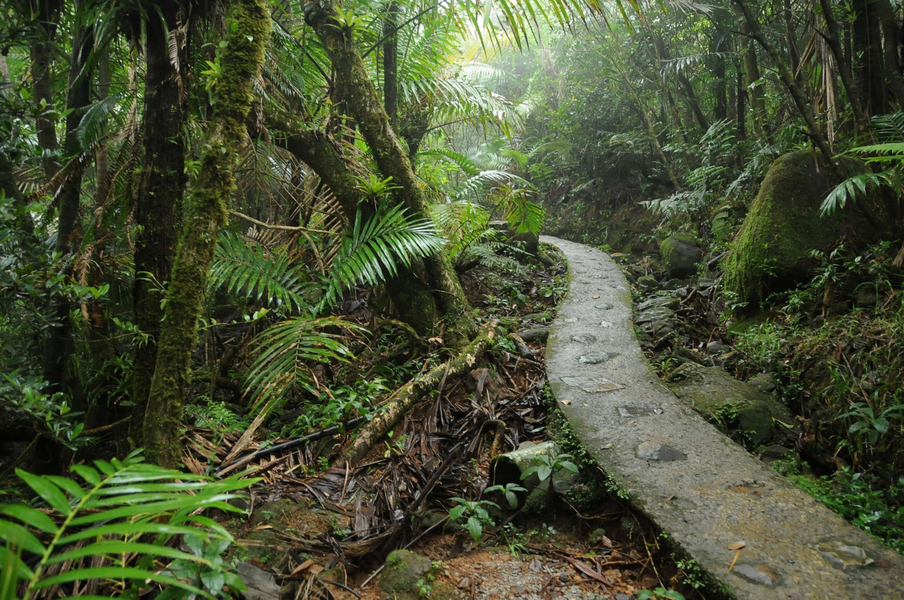 PHOTO: A trail in the rain forest of El Yunque National Forest, Puerto Rico, Jan. 1, 2011.