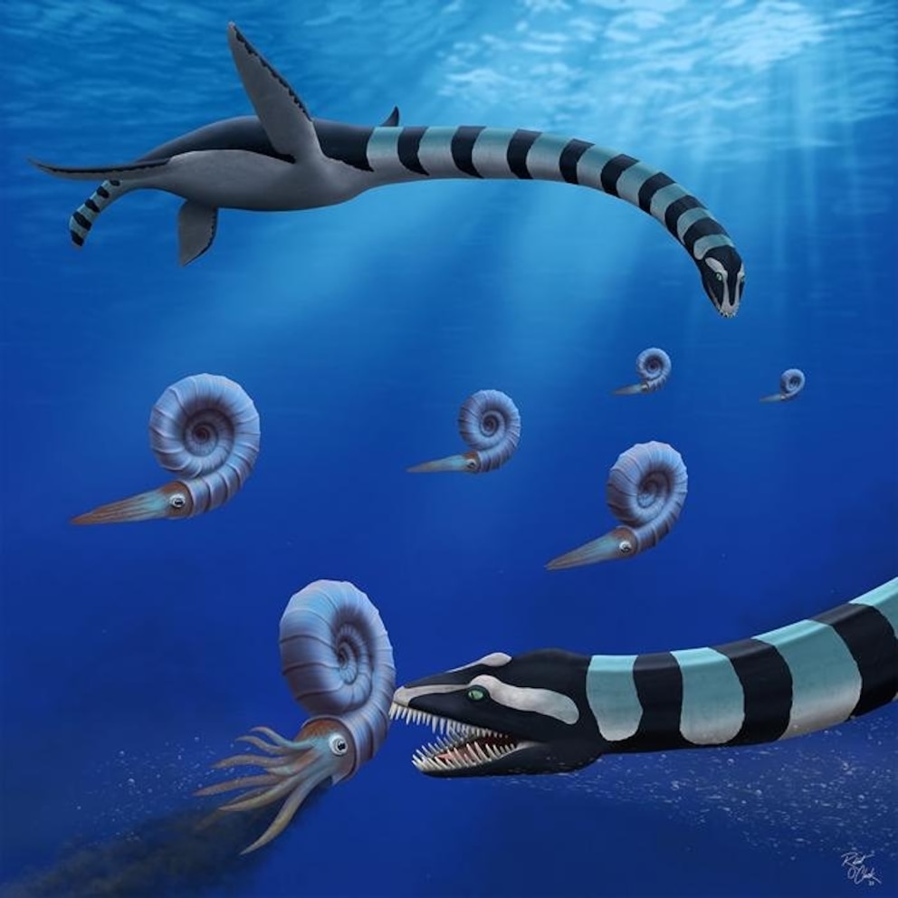 PHOTO: Two individuals of Traskasaura sandrae hunt the ammonite Pachydiscus in the northern Pacific during the Late Cretaceous. 