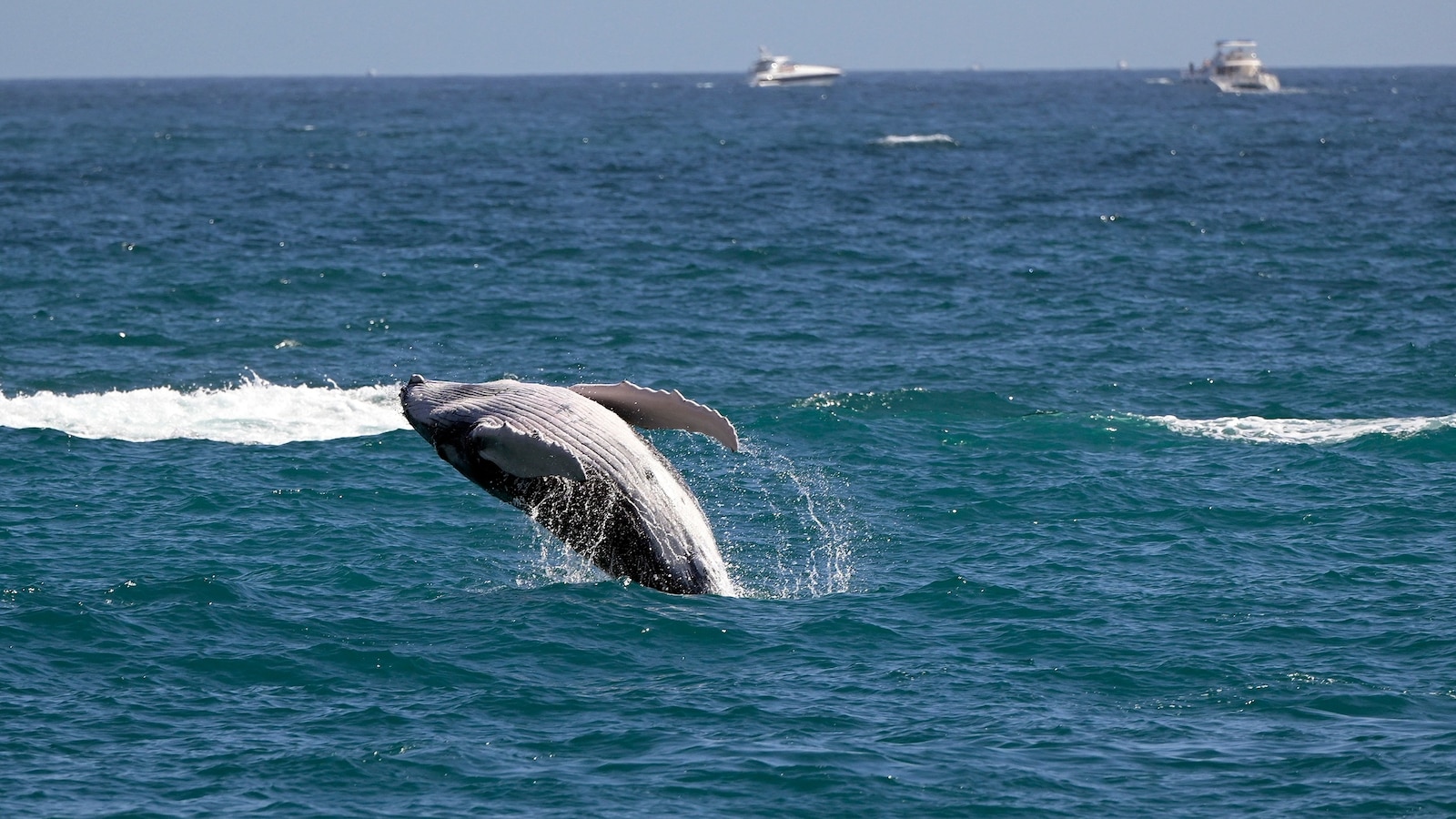 Marine researchers concerned over uptick in whale deaths in San Francisco ...