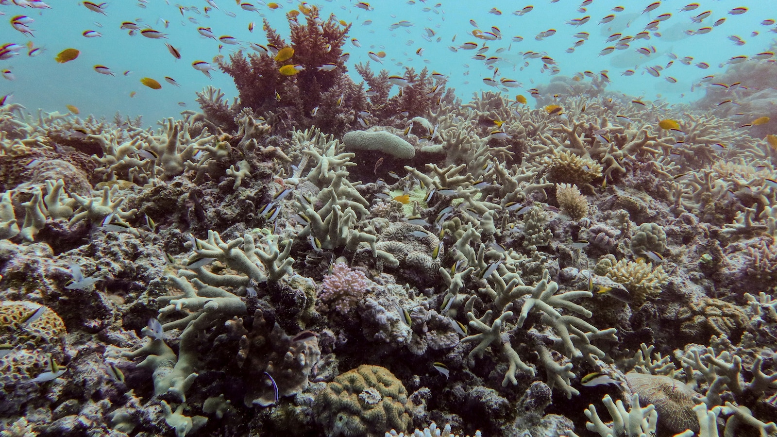 Almost all coral reef ecosystems face risk of collapse in 50 years, study warns