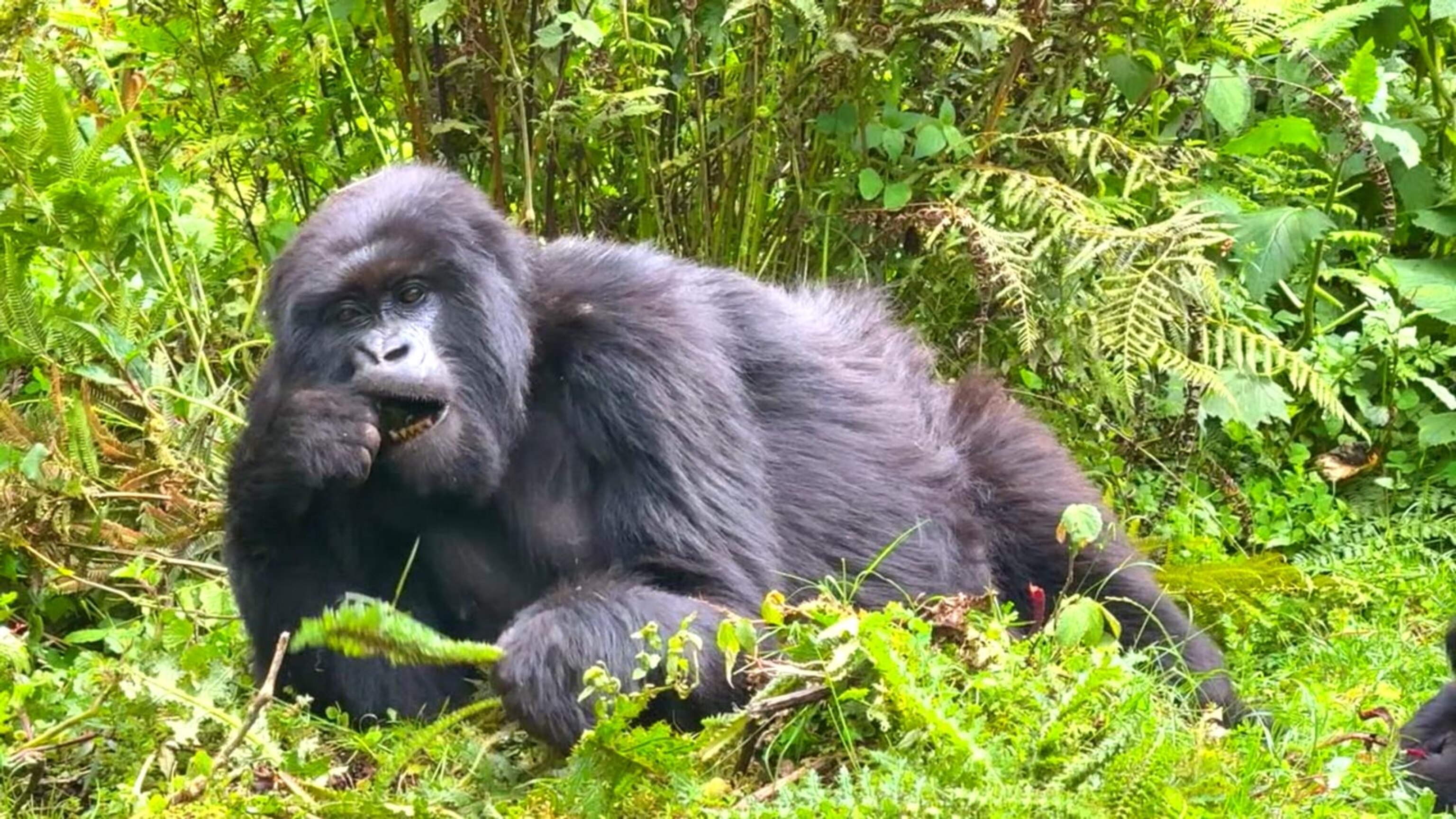 Video Robin Roberts travels to Rwanda to see endangered mountain