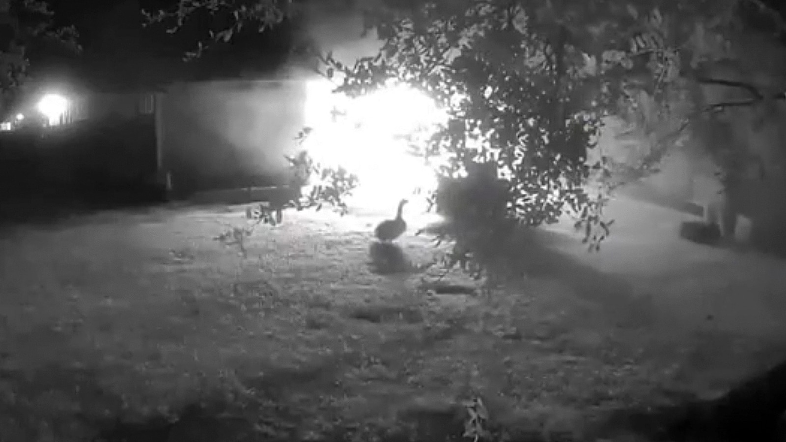 A Texas family is crediting their pet goose for alerting them to a barn fire earlier this month, helping to save their hatchery's 100 chickens and turkeys. <htt