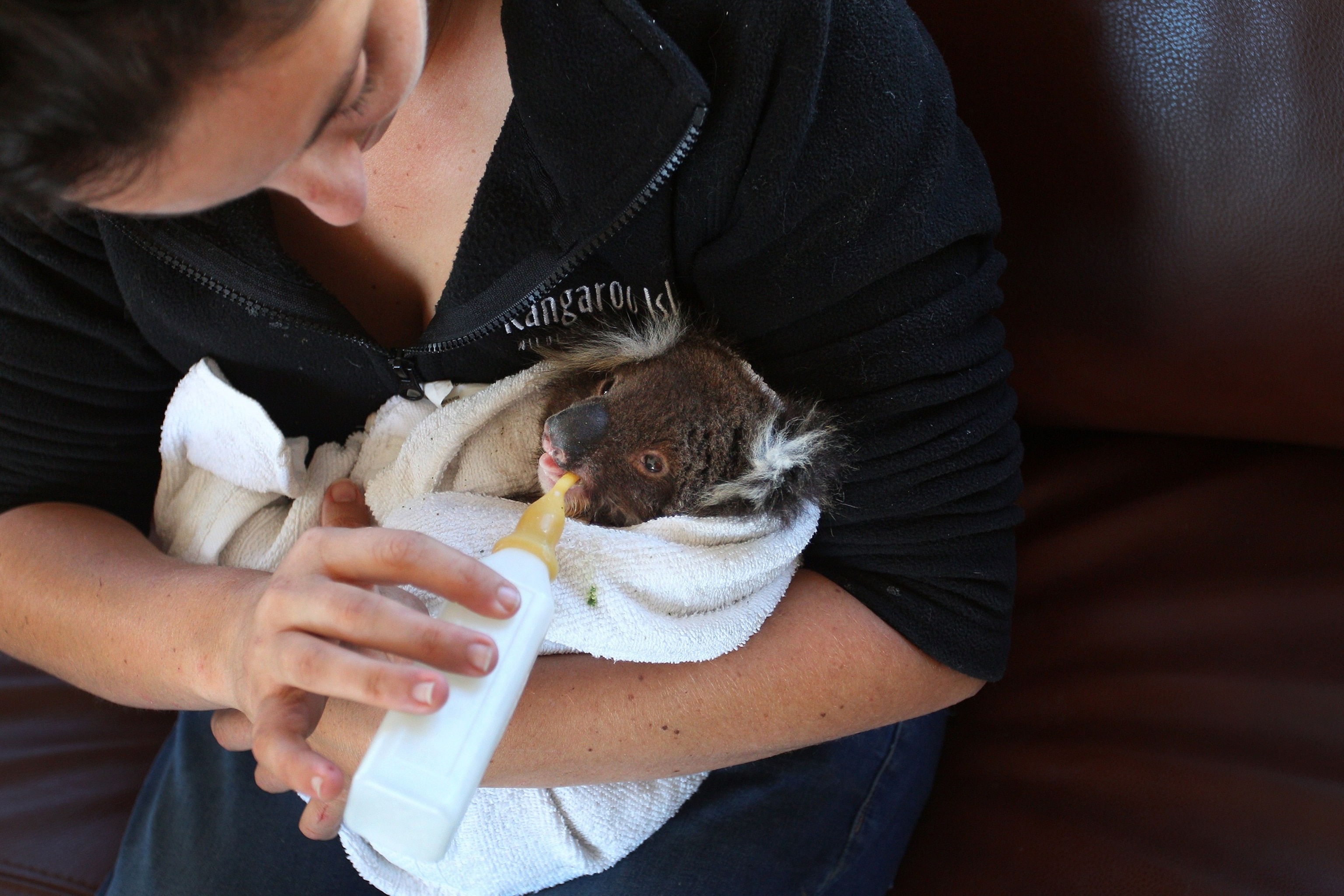 PHOTO: In this Feb. 23, 2020, file photo, Dana Mitchell, owner of the Kangaroo Island Wildlife Park, feeds a koala joey affected by the recent bushfires inside the joey hospital in Parndana, Australia.