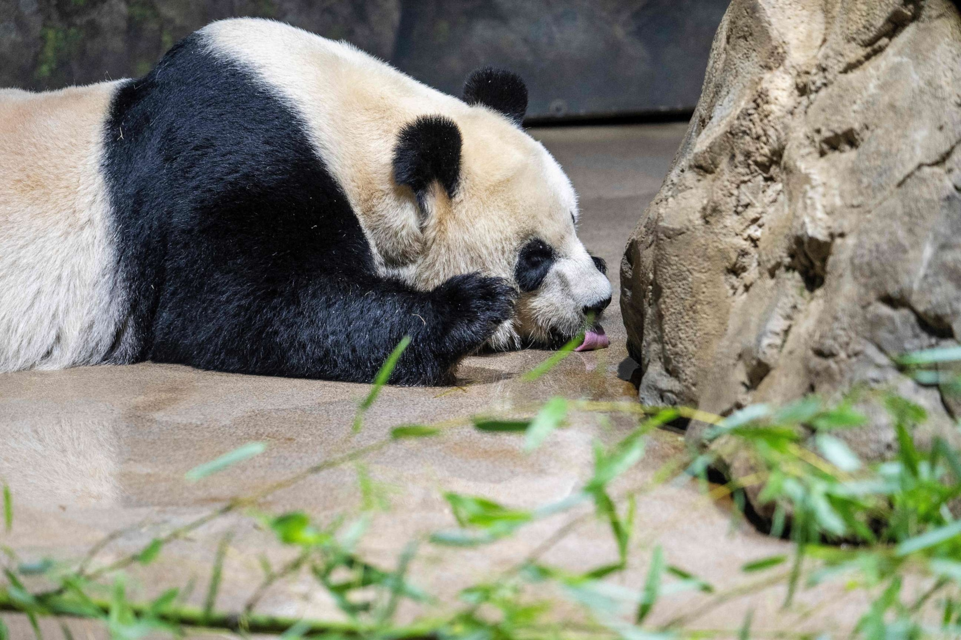 PHOTO: Giant Panda Mei Xiang licks up water while resting in its enclosure at the Smithsonian National Zoo in Washington, D.C., Nov. 7, 2023.