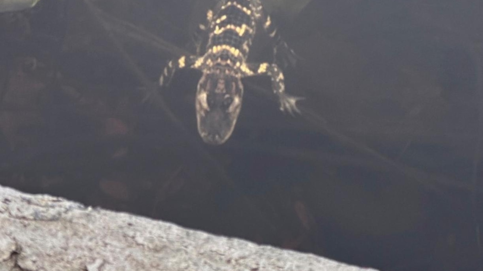 Small alligator rescued in Boston after slithering into the city's heart on social media