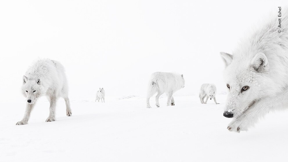 PHOTO: 2025 Wildlife Photographer of the Year