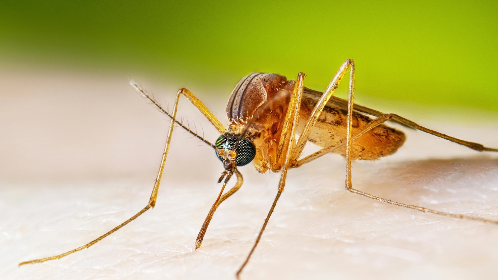 West Nile virus cases running higher than normal, prompting health warnings
