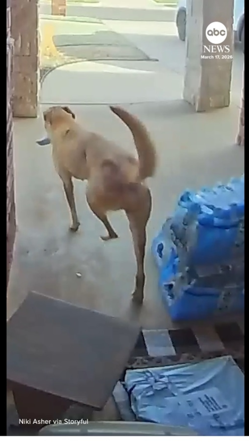 Video Dog caught stealing steaks from doorstep grocery delivery