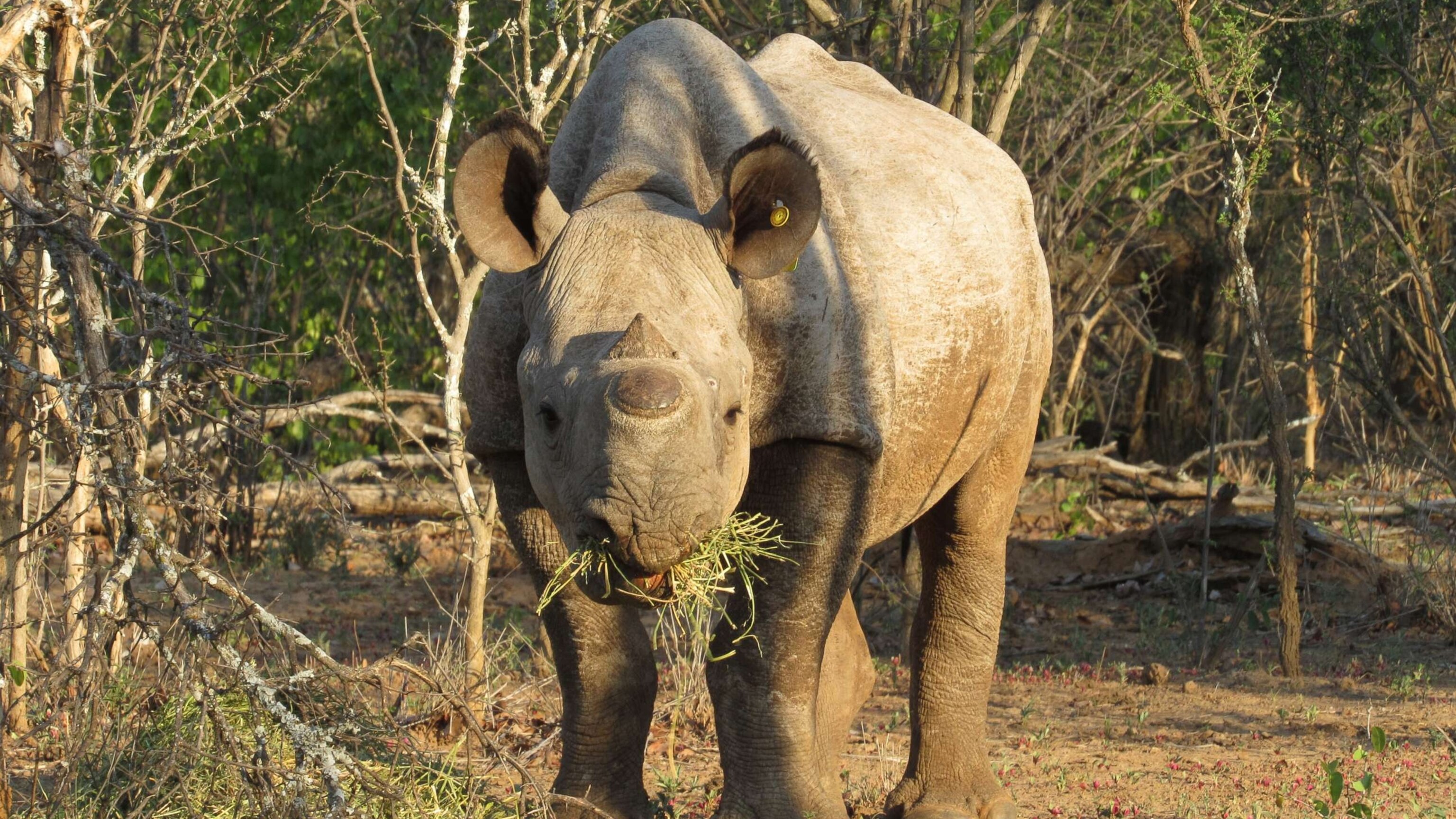 Black rhino populations are starting to thrive in Zimbabwe for the