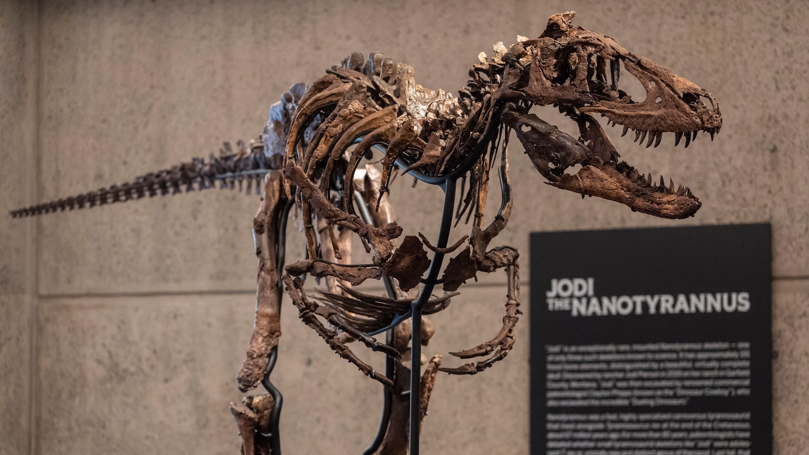A dinosaur fossil that looks like a mini T. rex just sold for a giant $47 million