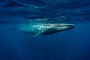 Massive Blue Whale Seen Off The Coast Of Massachusetts In Rare Double 