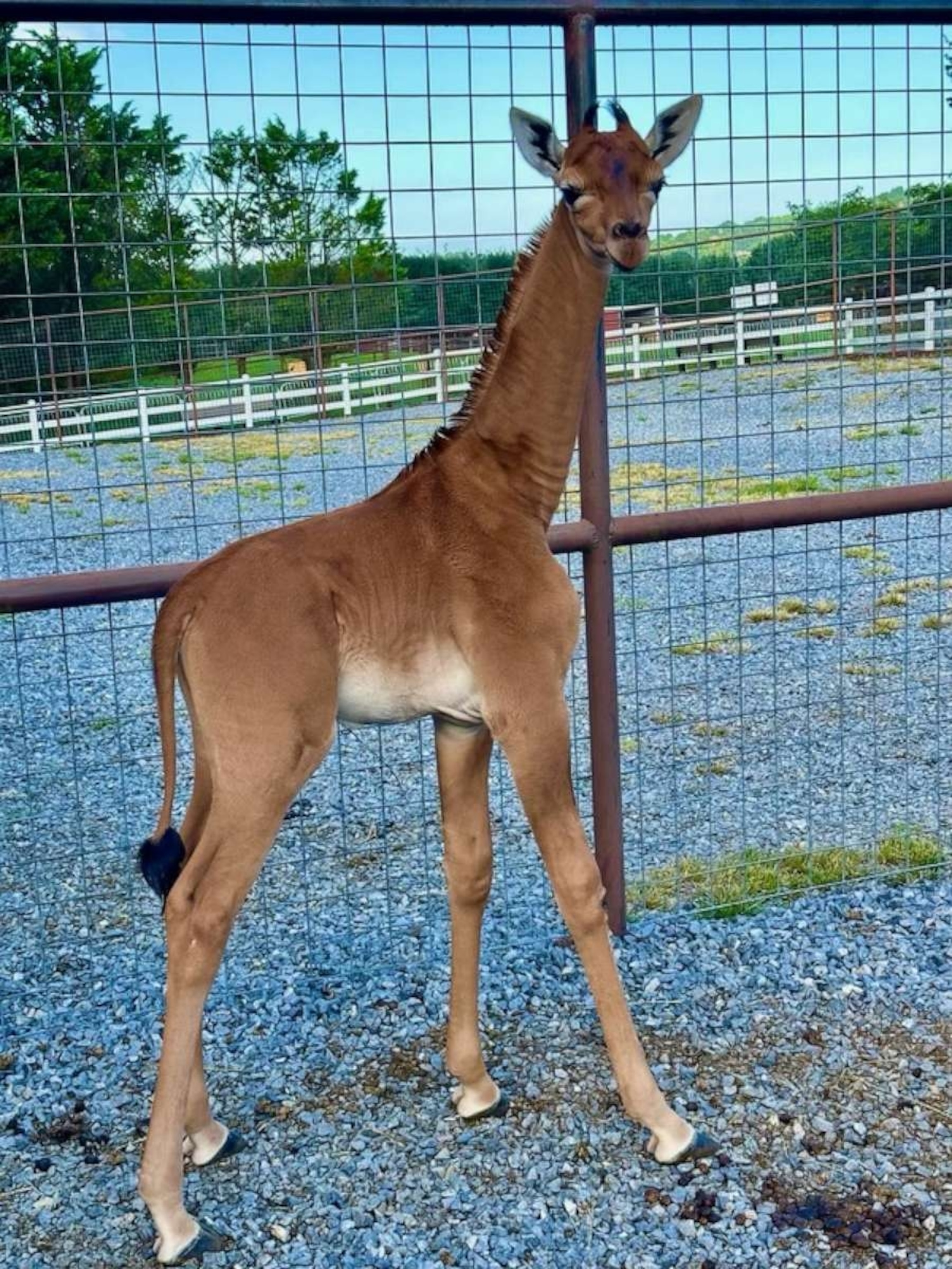 PHOTO: The giraffe is already six feet tall, according to Brights Zoo.