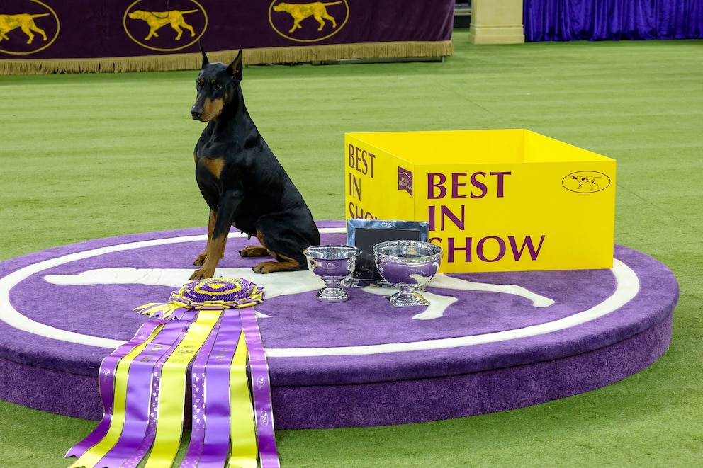 PHOTO: Penny, a Doberman Pinscher, poses in the podium after  winning "Best in Show" during the 150th Annual Westminster Kennel Club Dog Show at Madison Square Garden in New York, Feb. 3, 2026.