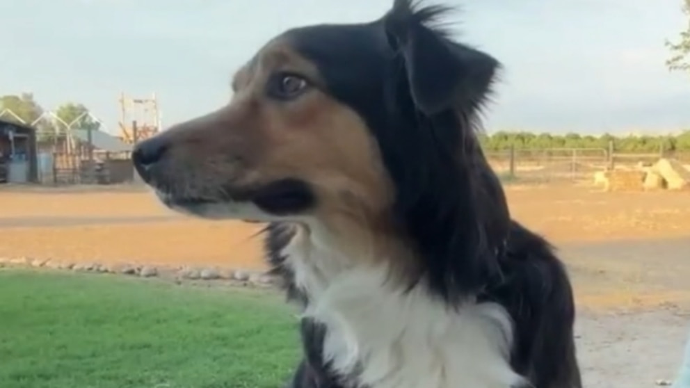 WATCH: Dog reunited with family after 10 days