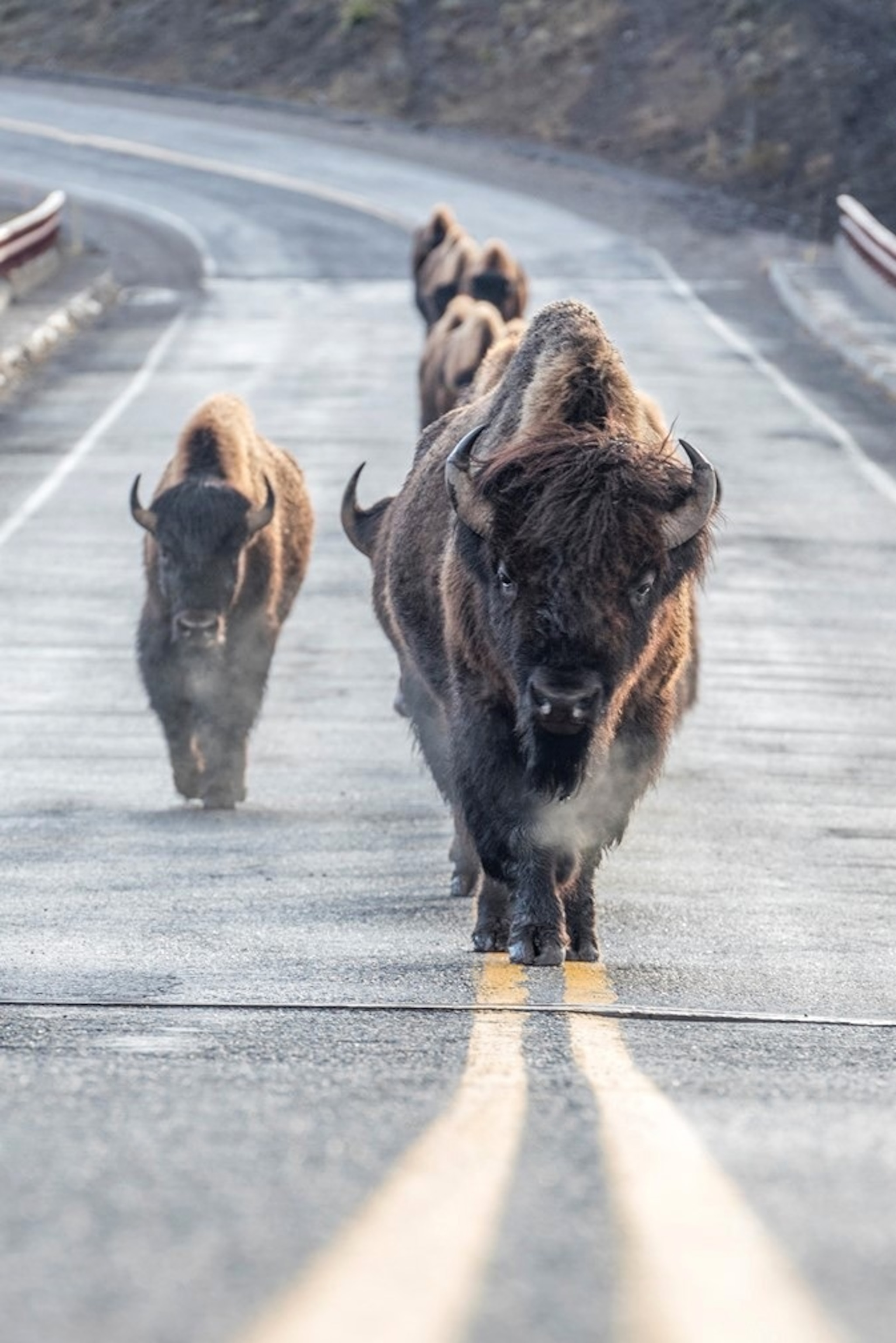 PHOTO: Bison walk on a highway at Yellowstone National Park