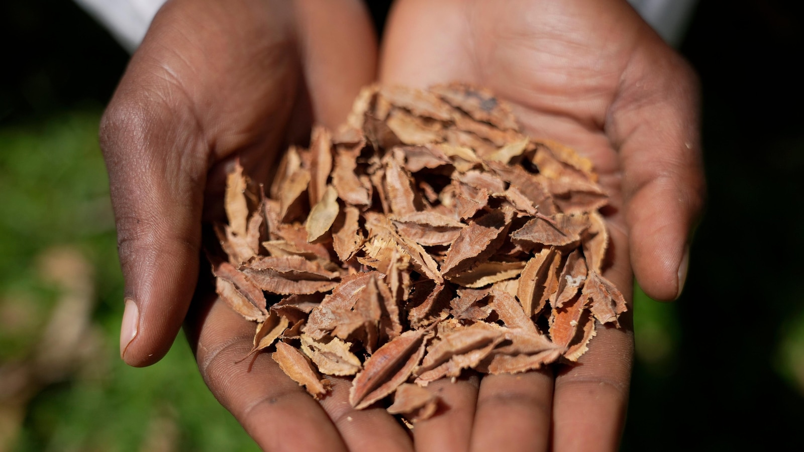  Kenyan court declares law banning seed sharing unconstitutional