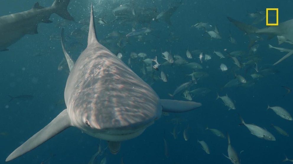 Video Inside the science and circumstances behind shark attacks in Florida