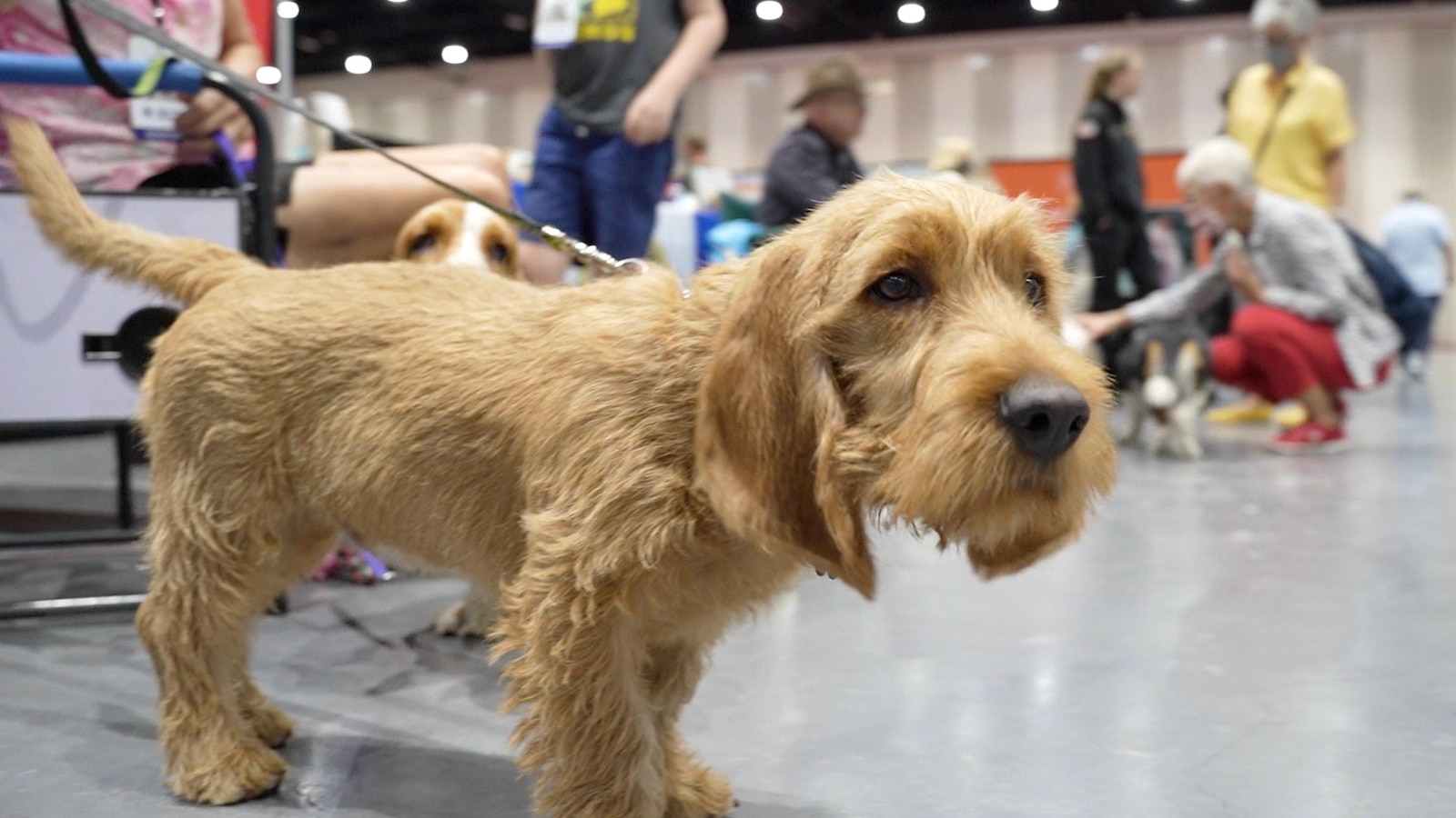 Unleash the hounds! And terriers and lapdogs. The American Kennel Club adds 3 breeds