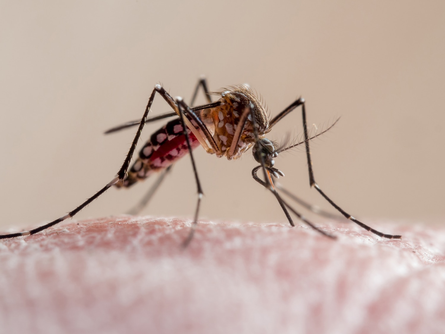 Prevention focuses on mosquito control