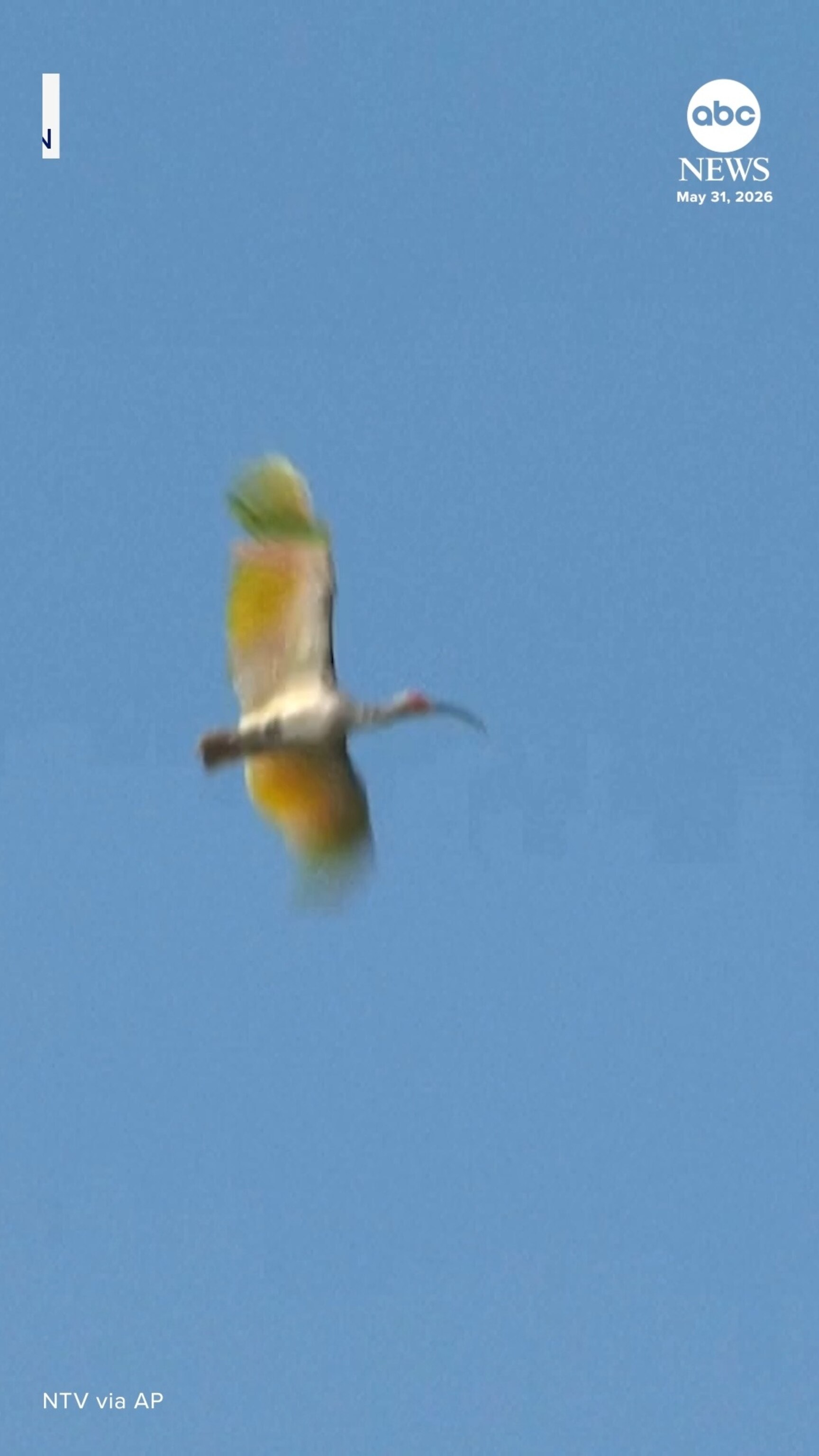 Video Eight crested ibises released in Japan decades after