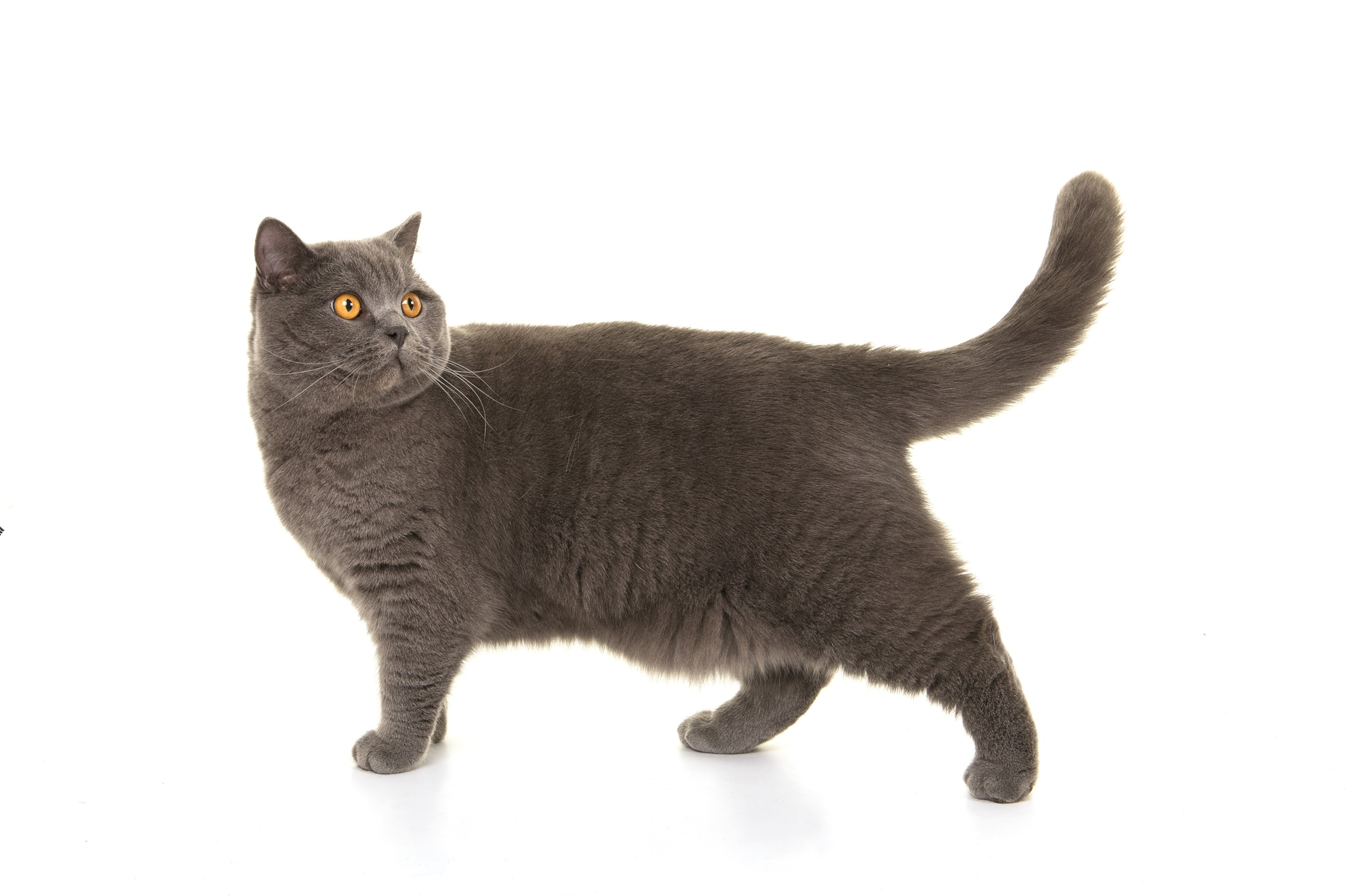 PHOTO: Grey british shorthair at walking and looking back on a white background