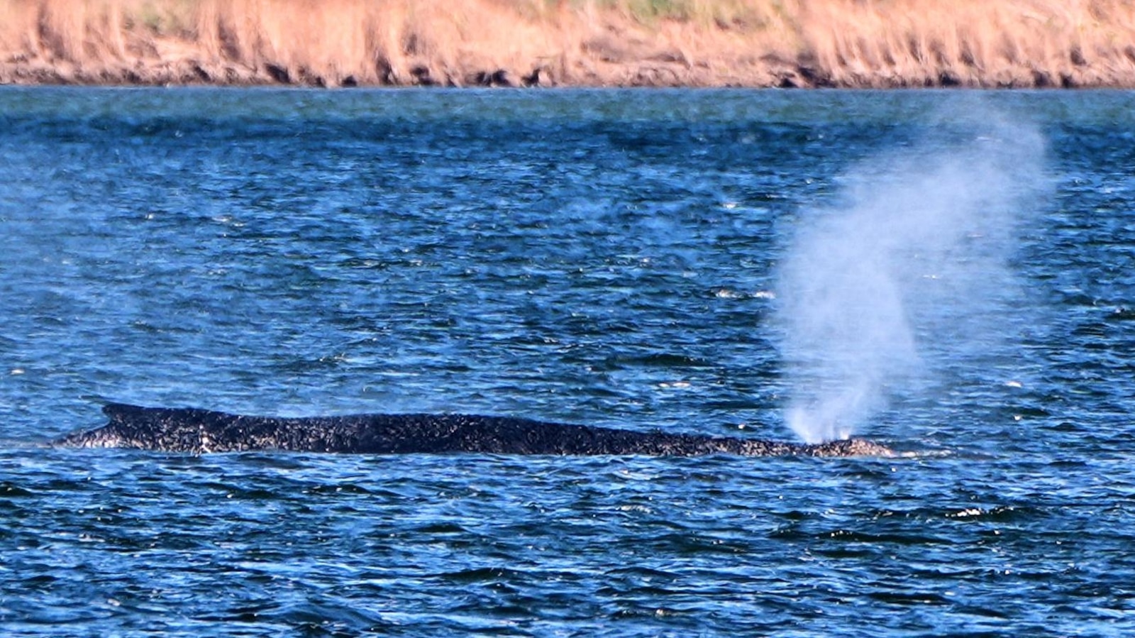 German rescuers plan to use air cushions to save Timmy the stranded whale