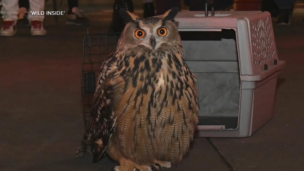 Thumbnail for WATCH: Escaped NYC owl Flaco gets tribute in new documentary