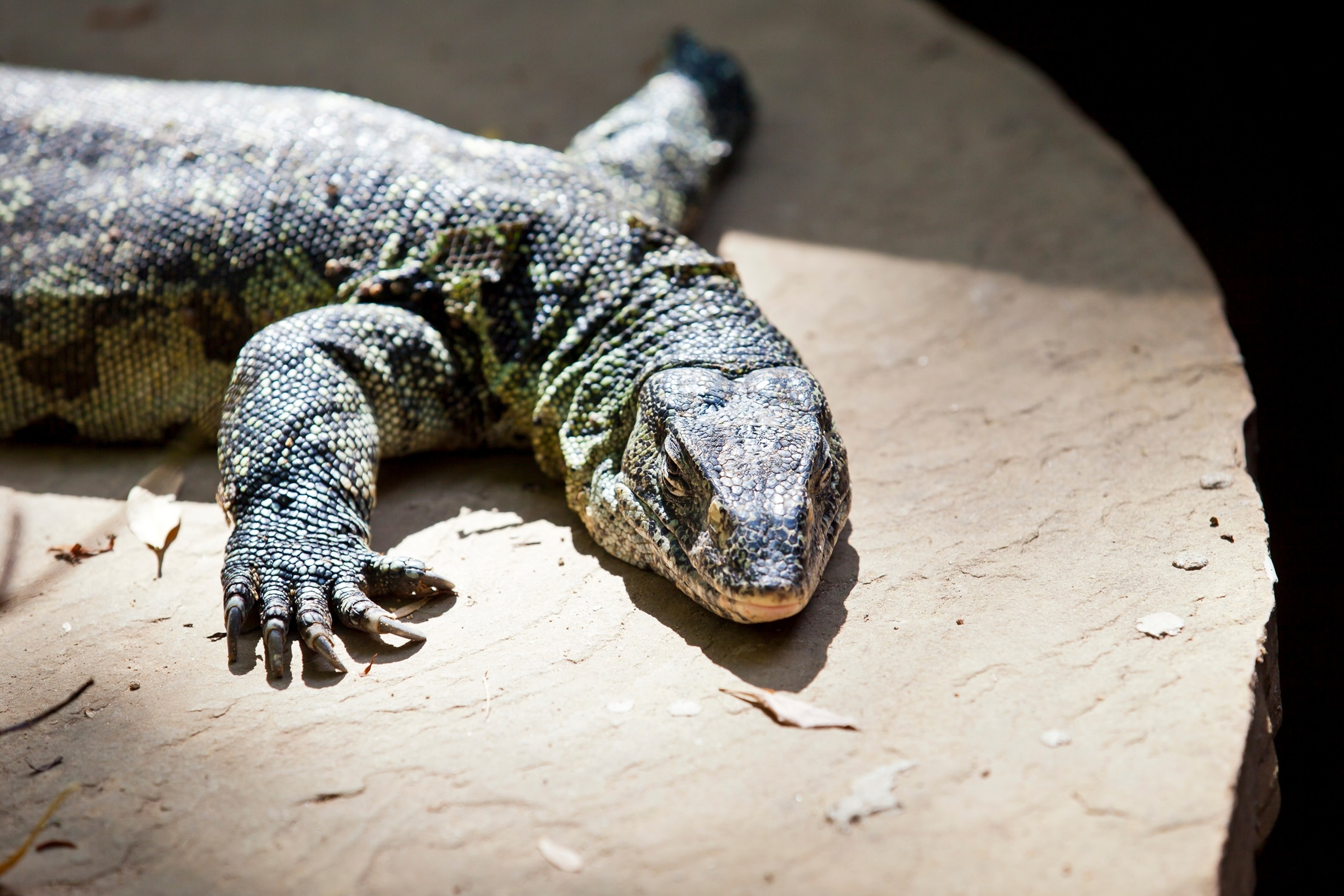 Giant lizard that can grow up to 6 feet is invading South Florida's ...