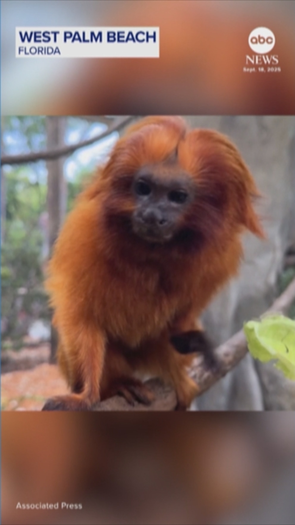 NextImg:Video Golden lion tamarins and sloths become unlikely roommates at Florida zoo
