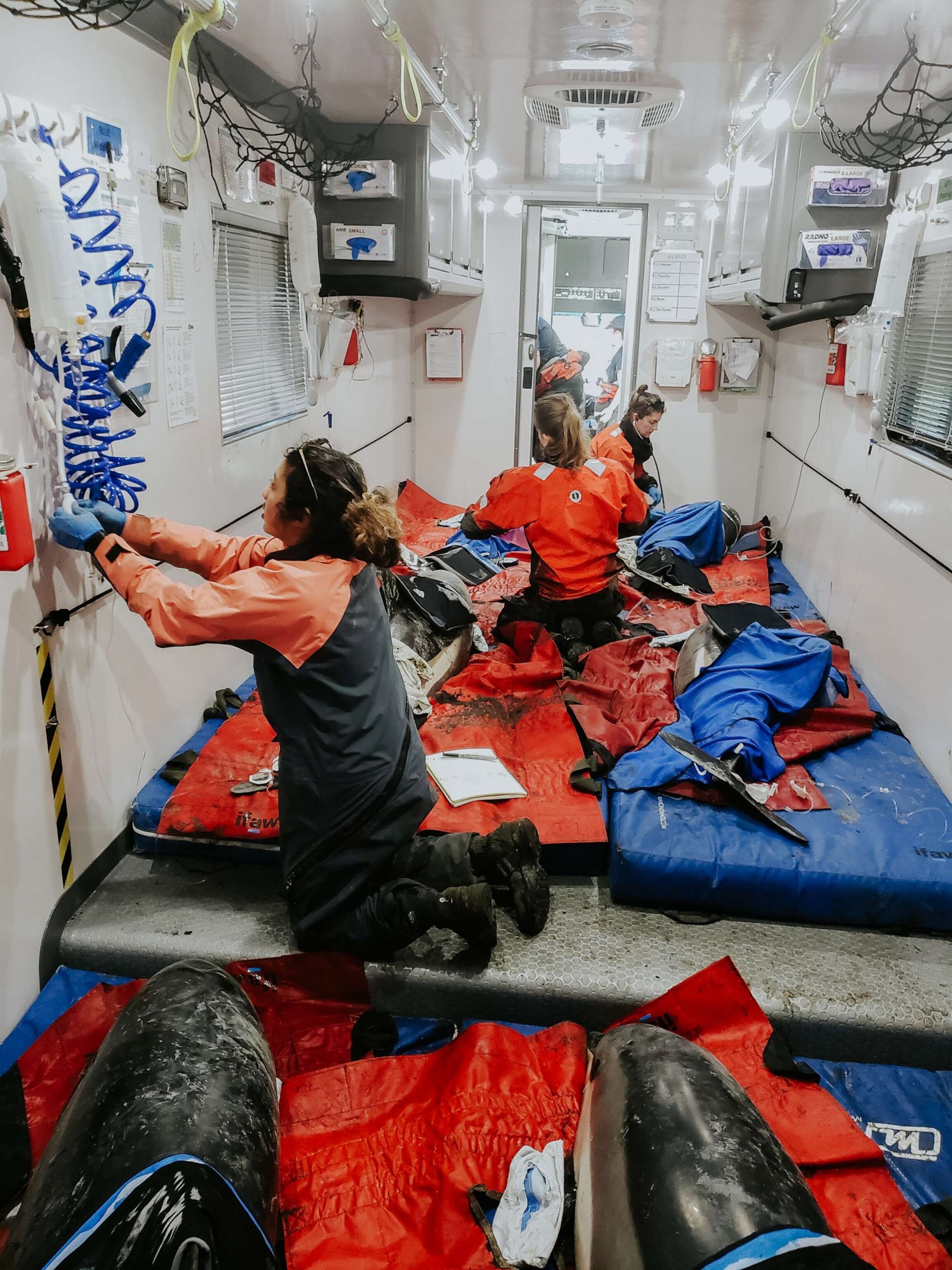 PHOTO: The International Fund for Animal Welfare's Cape Cod rescue team saved trapped dolphins.