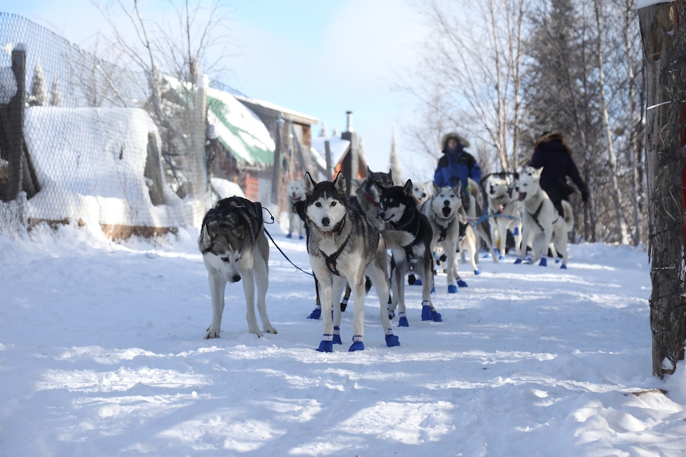 PHOTO: Dogs before at run at Manitou Crossing Kennels, owned by Blake and Jennifer Freking, in Finland, Minn., after the John Beargrease Sled Dog Marathon was cancelled, Jan. 18, 2024. 