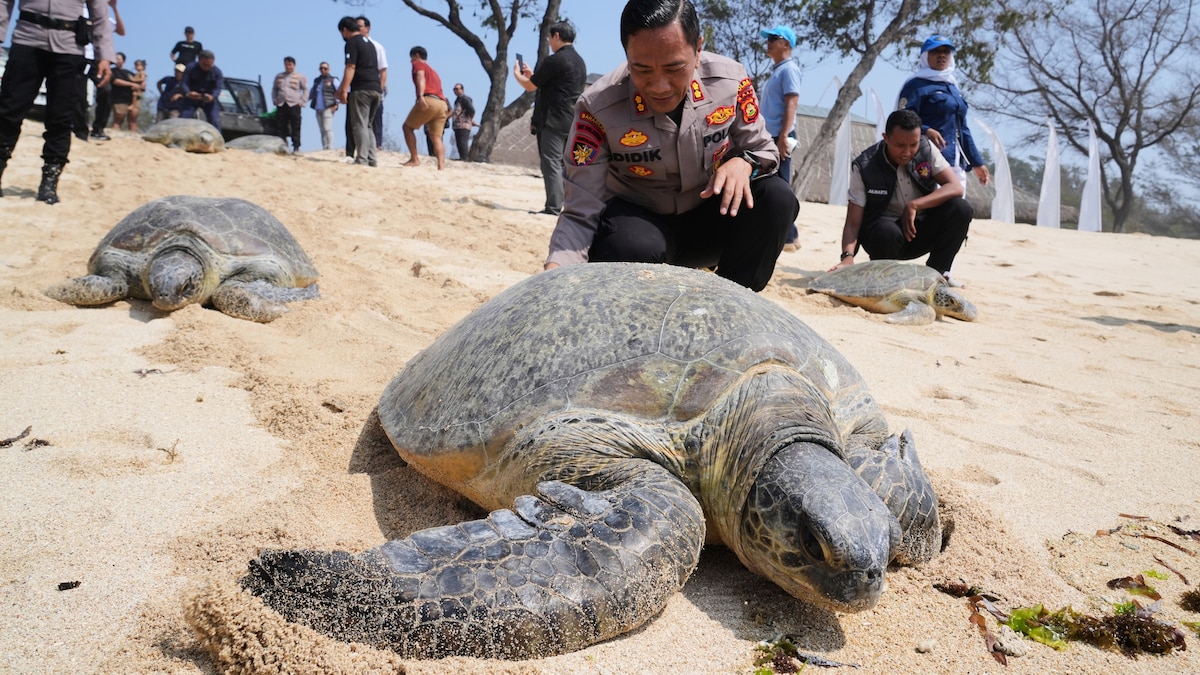 Bali Police Release 20 Smuggled Green Sea Turtles Into Ocean