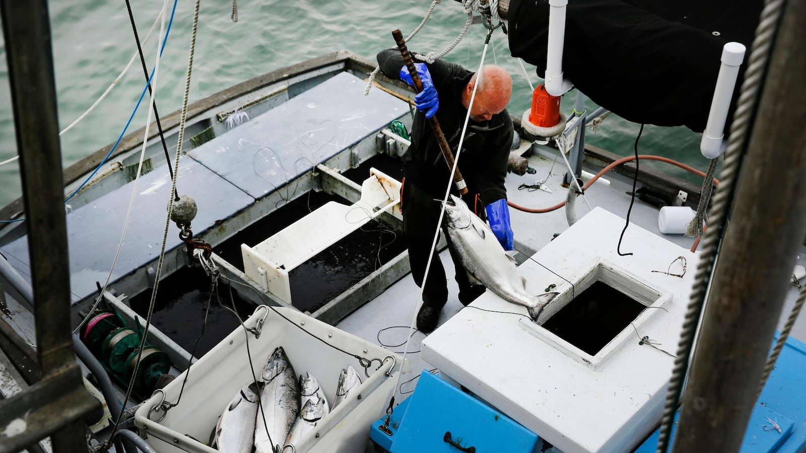  Commercial salmon fishing to open in California for the first time since 2022 as population rebounds