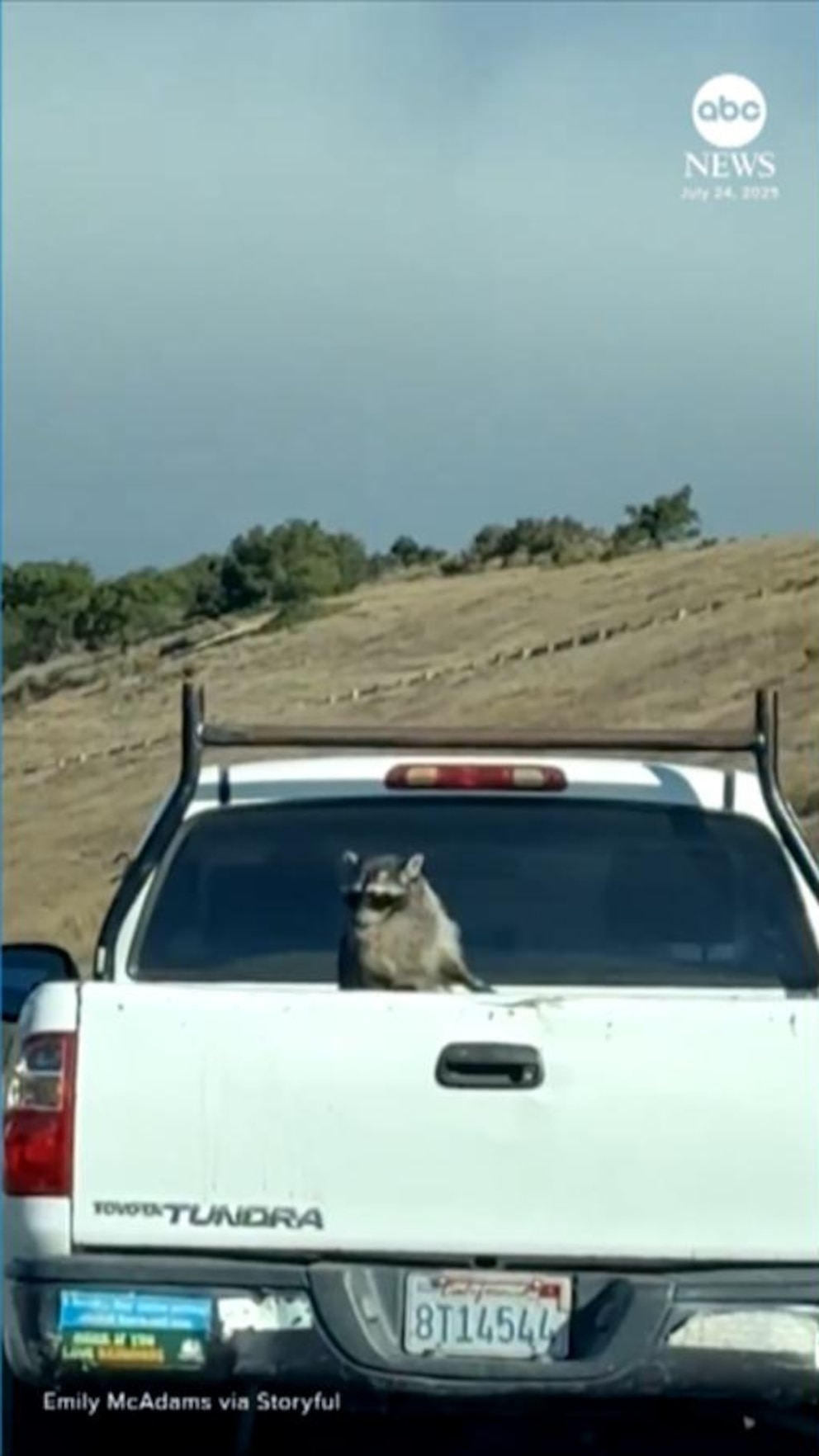 NextImg:Video Raccoon enjoys windy ride in the back of a pickup truck on California highway