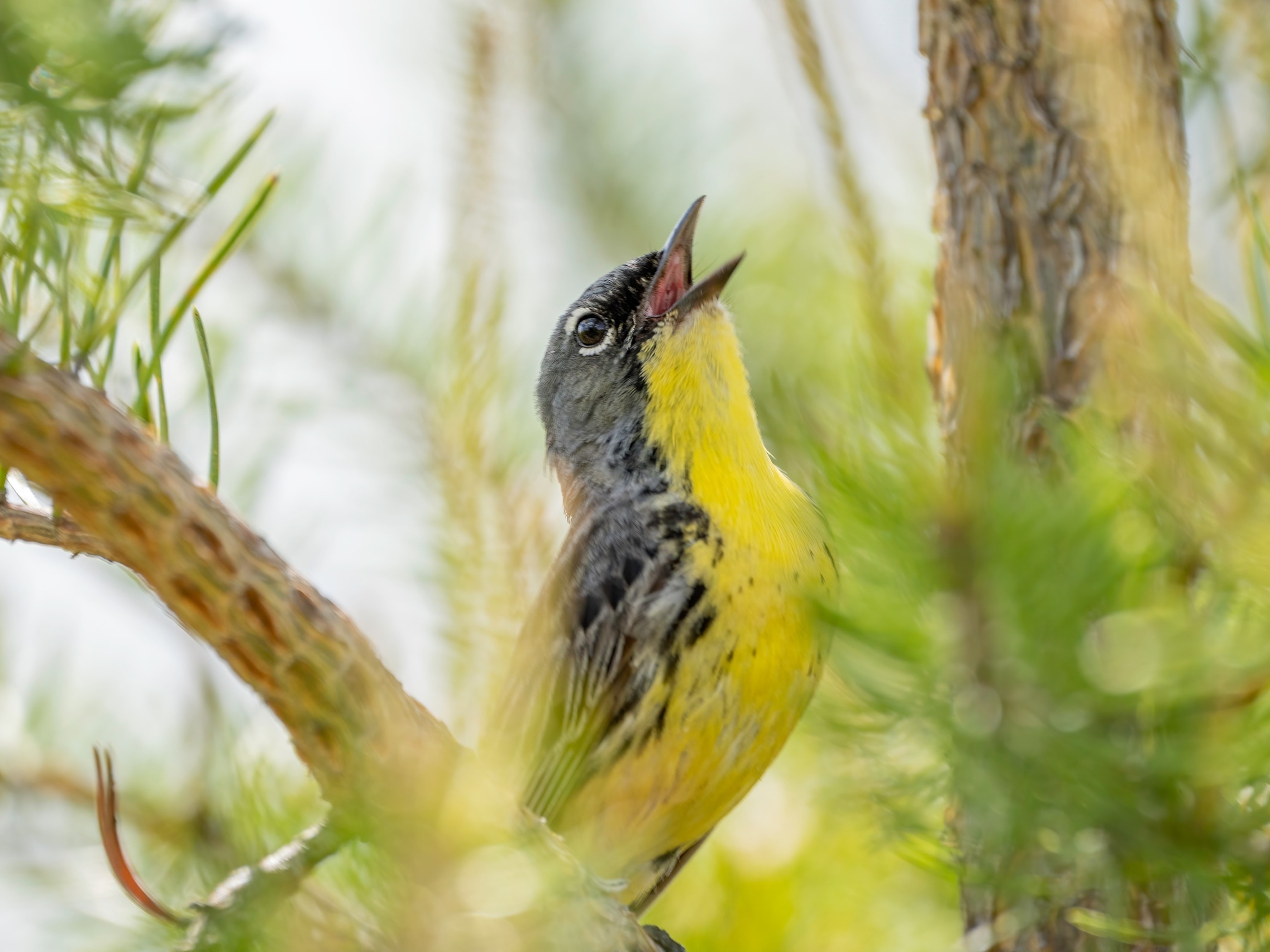 Environmental groups sue over Trump administration change to “harm” in Endangered Species Act