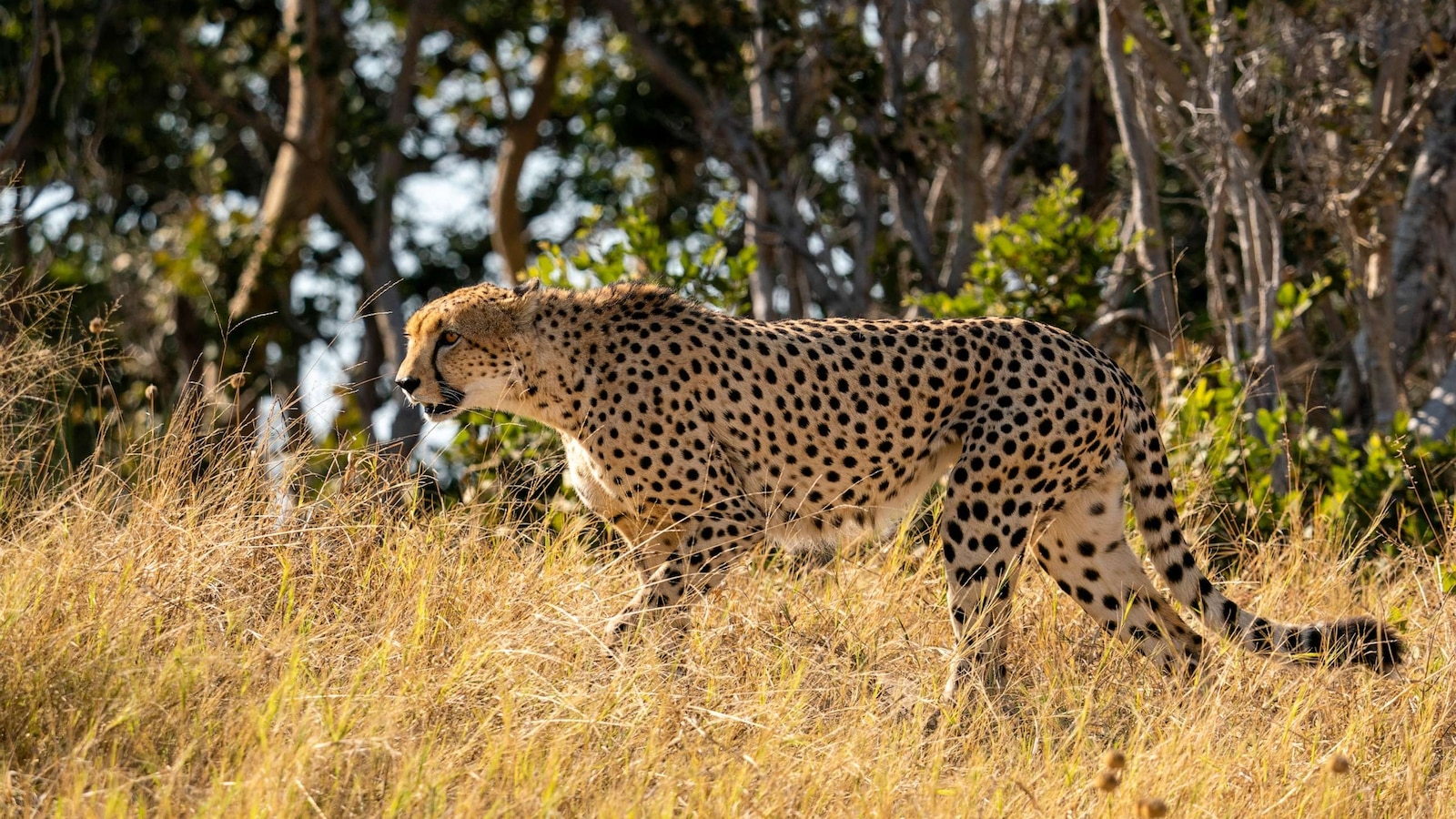 Why cheetahs will be especially vulnerable to climate change, according