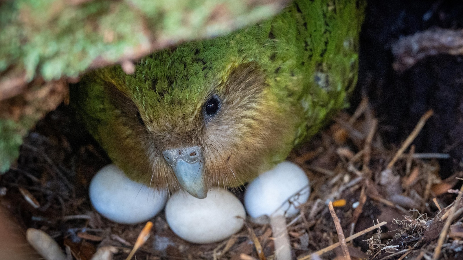 A bumper berry harvest has New Zealand's weird flightless parrot in a rare mood for romance