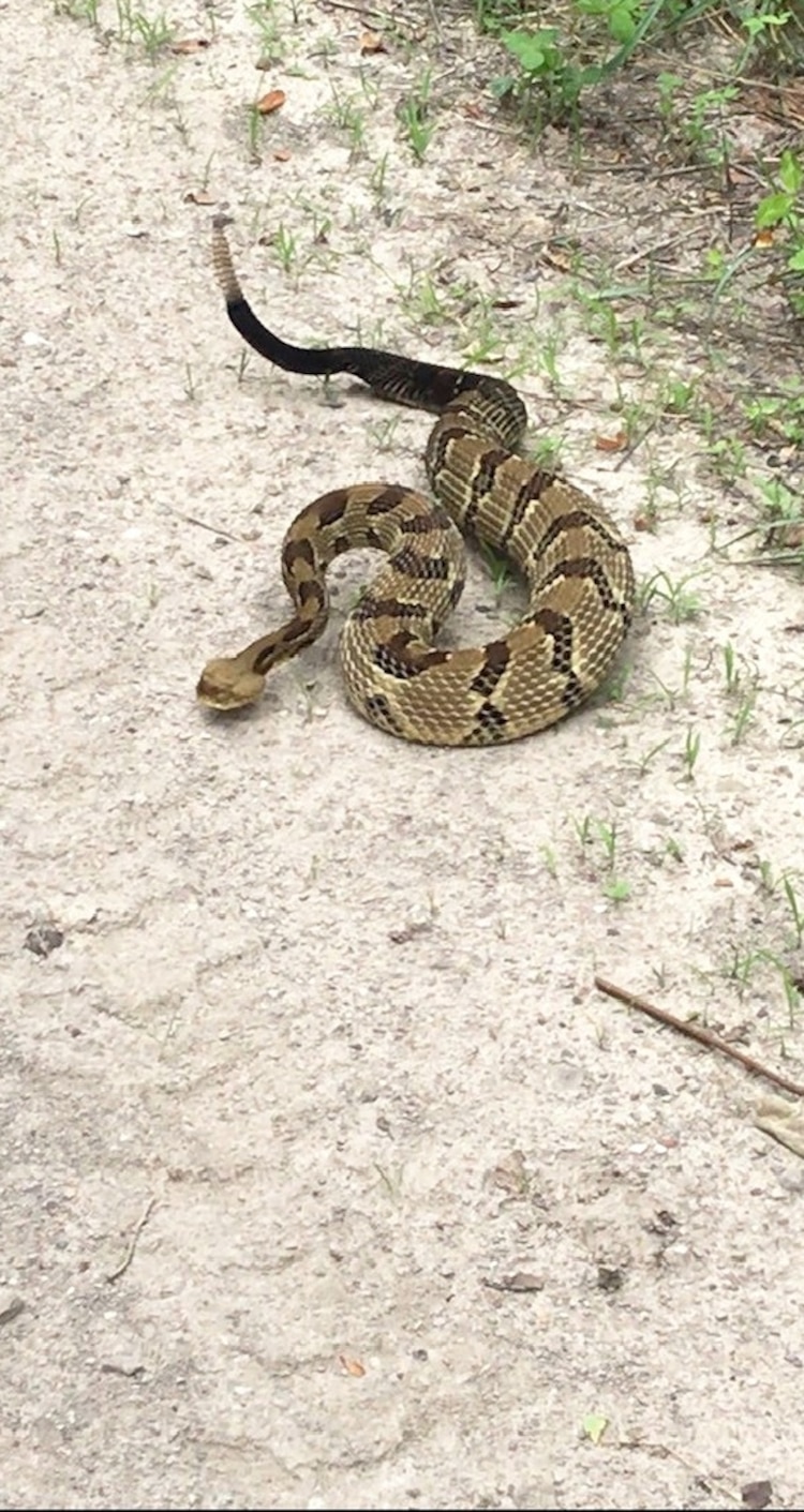 Tennessee hiker dies after being bitten by venomous snake, officials say -  ABC News, image size:750x1411