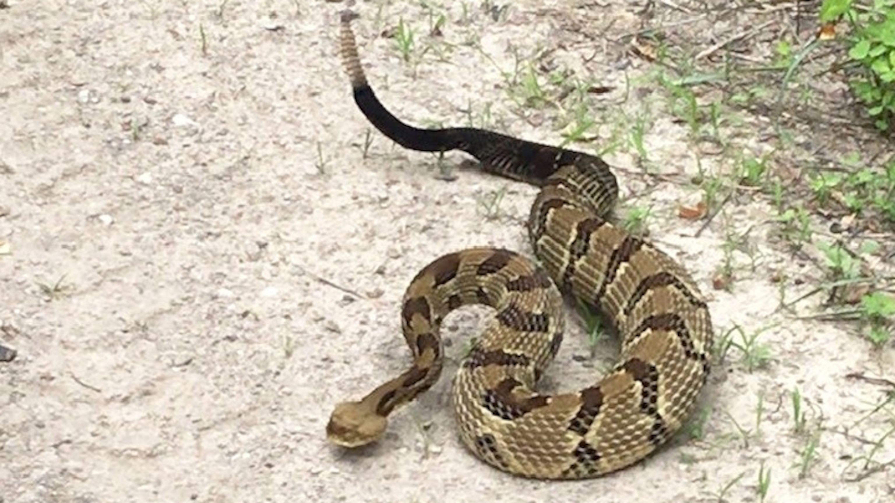 Tennessee hiker dies after being bitten by venomous snake