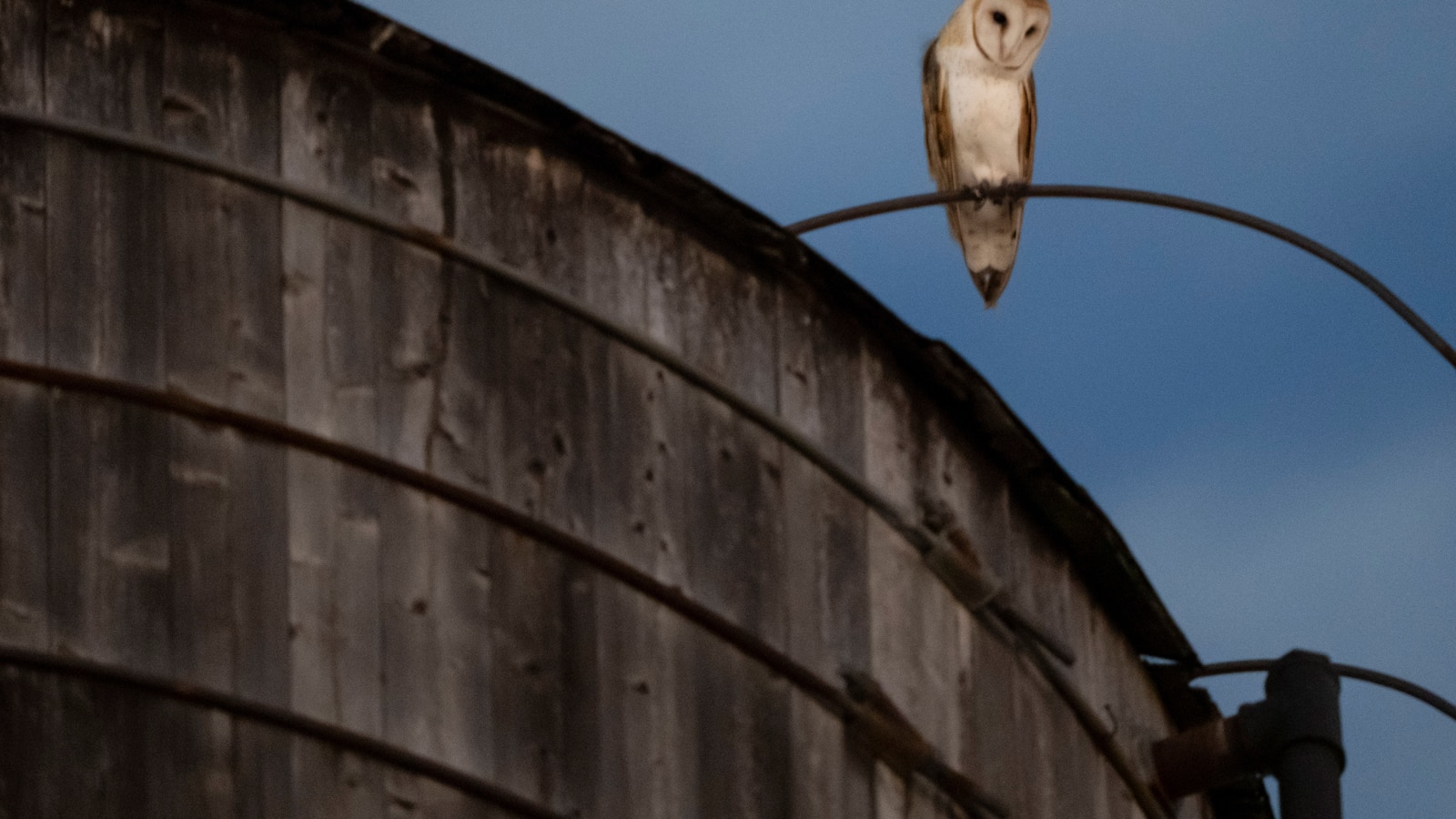 Roof of a water tower in Manhattan where a rare family of barn owls nested removed
