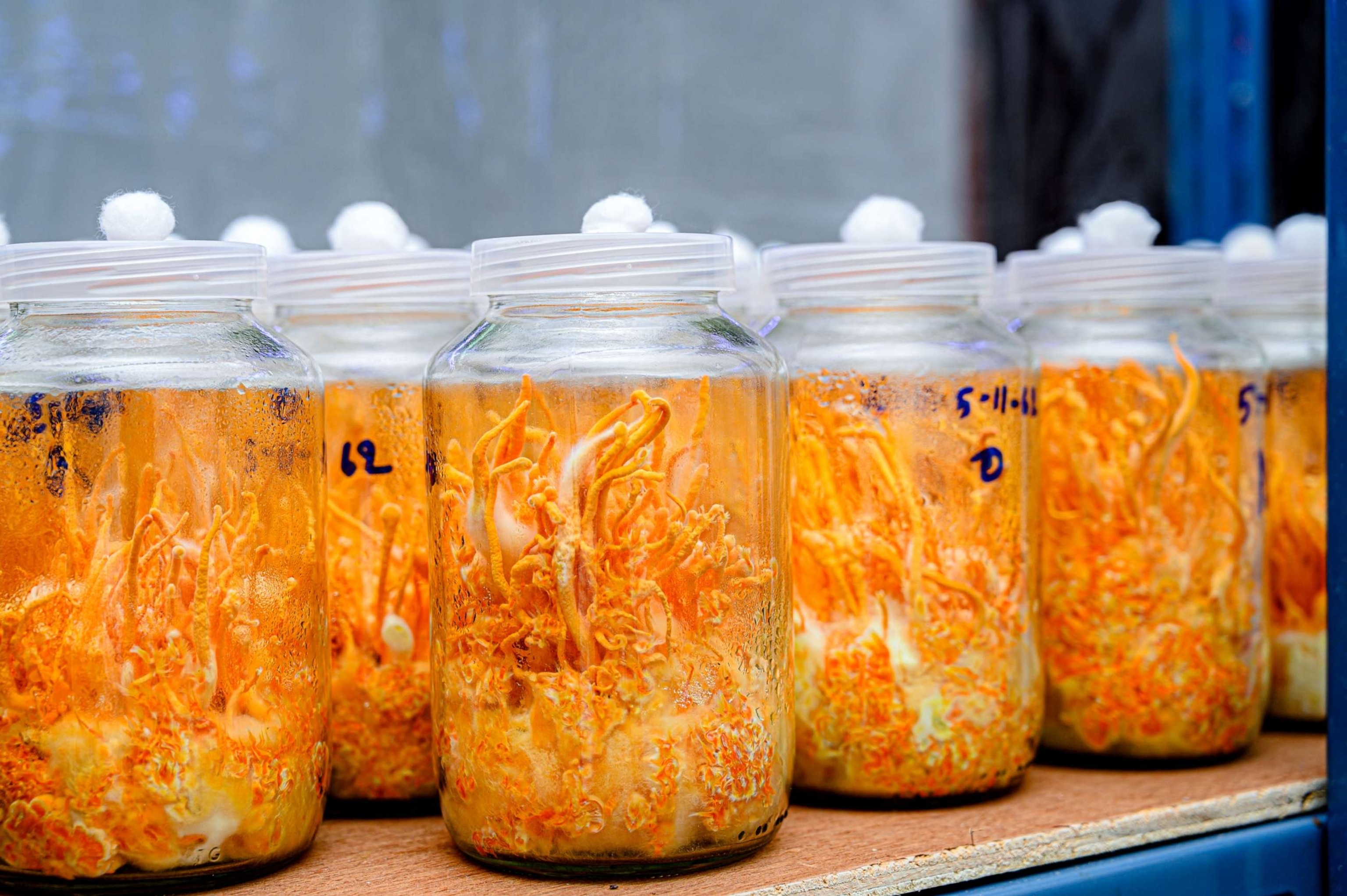 PHOTO: Stock photo of cordyceps mushroom in a laboratory.