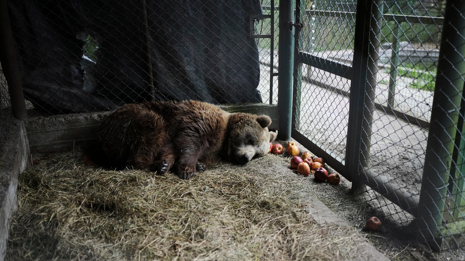Years after notorious zoo closed, the stranded animals are finally being rescued