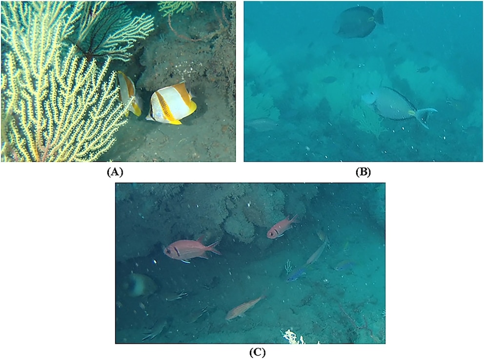 PHOTO: Representative reef-associated fish species observed within the coral garden.