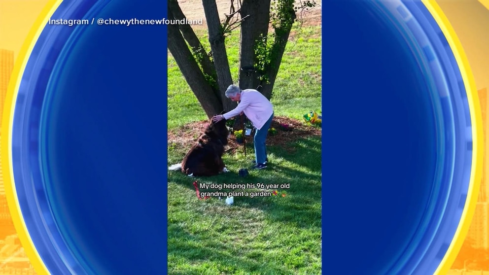 WATCH:  Dog helps his grandma in the garden