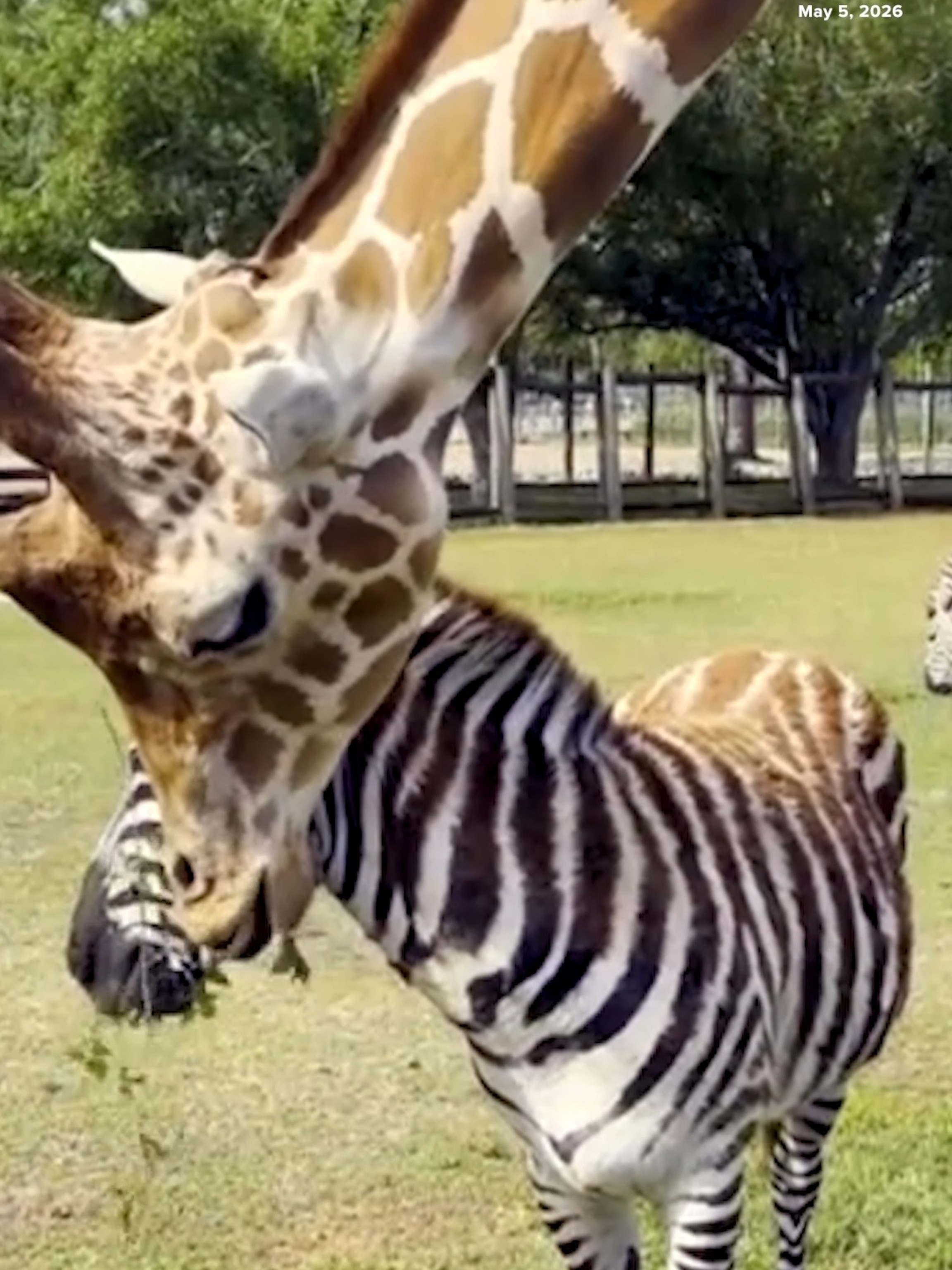 Video This giraffe and zebra are BFFs - ABC News